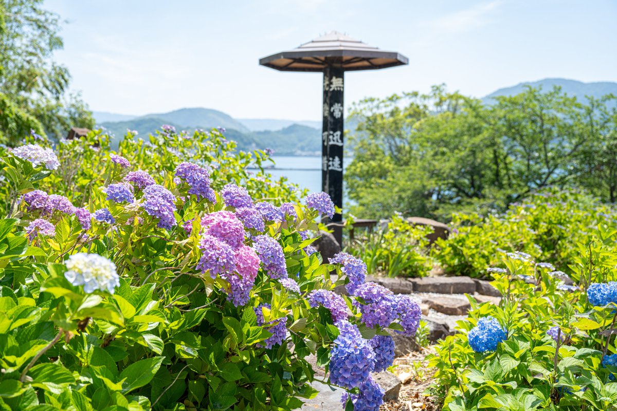 micarosu's tweet photo. 紫陽花日和。

2026.06.01 照江寺
#micarosu写真帖 https://t.co/zqnOZWV9O6