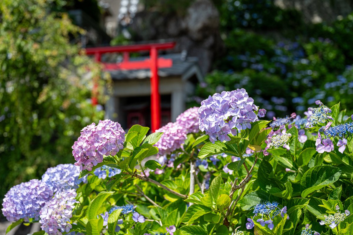 micarosu's tweet photo. 紫陽花日和。

2026.06.01 照江寺
#micarosu写真帖 https://t.co/zqnOZWV9O6