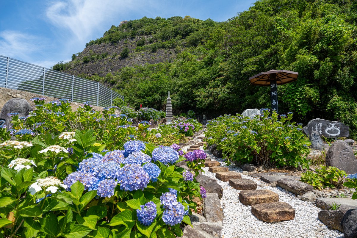 micarosu's tweet photo. 紫陽花日和。

2026.06.01 照江寺
#micarosu写真帖 https://t.co/zqnOZWV9O6