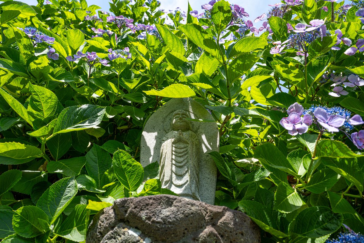 micarosu's tweet photo. 紫陽花日和。

2026.06.01 照江寺
#micarosu写真帖 https://t.co/zqnOZWV9O6