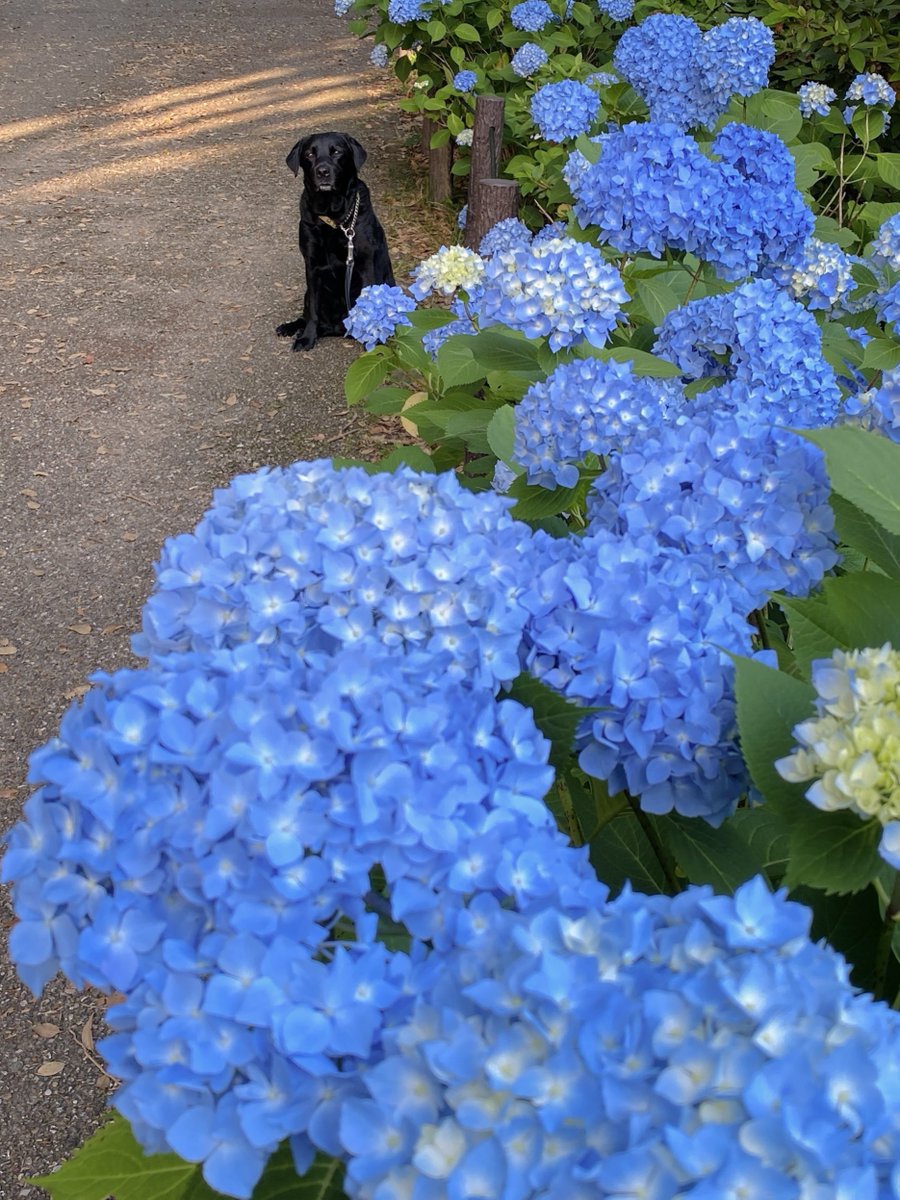 LoChecheR_'s tweet photo. 6月といえば紫陽花

のイメージだったけど近年は夏前倒しだから紫陽花は6月より5月のイメージだろうか https://t.co/tlg1KljYUv