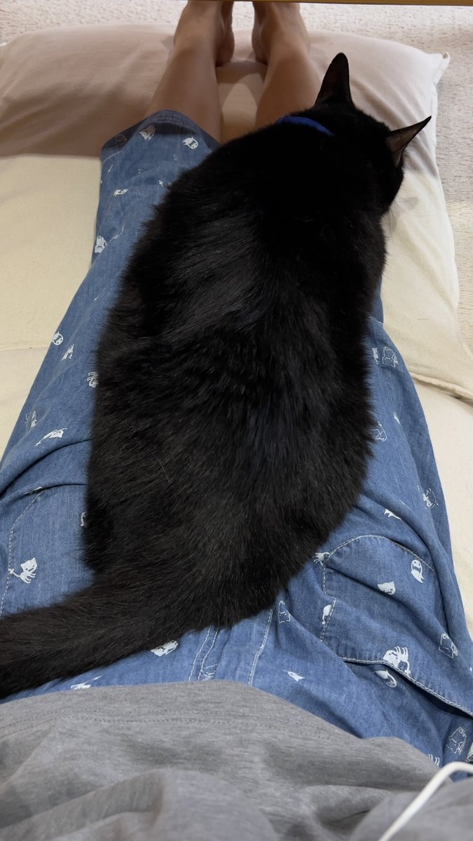 cat_soleil's tweet photo. 台風で休みになったのでパルさんのベッドやってます。動くとお叱りがありますが最も尊い業務のひとつであります。ご満悦だねパルさん。 https://t.co/4ldy7crwrO