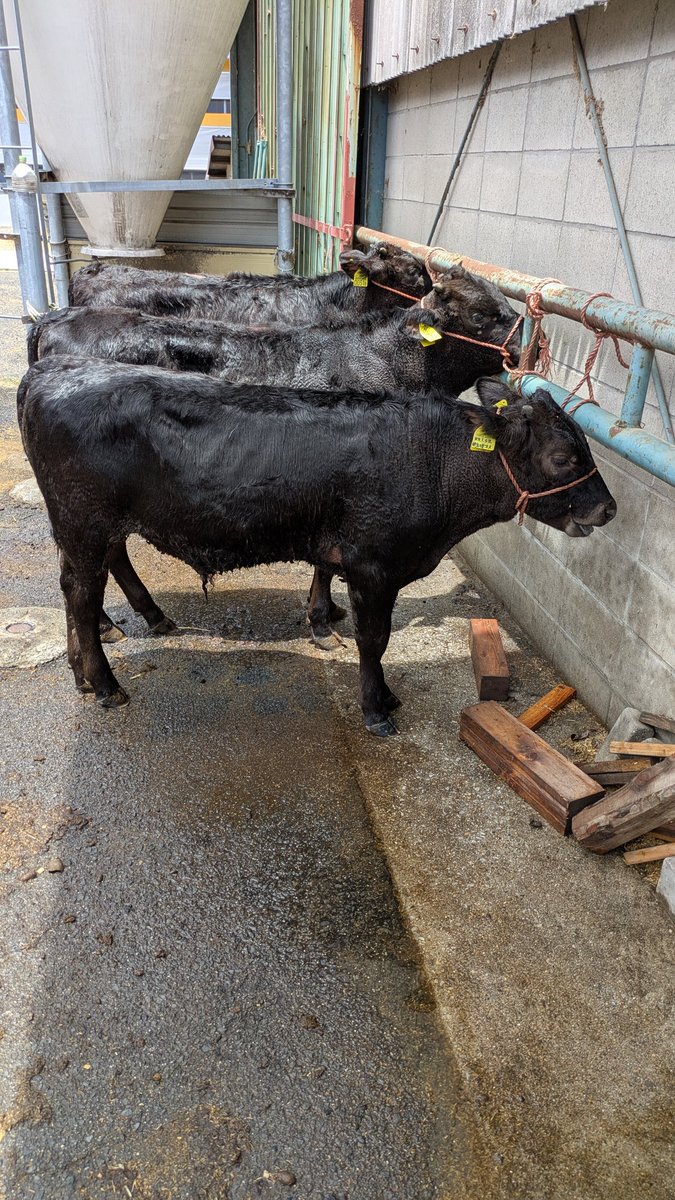 katoboku2000's tweet photo. 天気といいし☀
洗🐮 https://t.co/3WOoYnkpoy