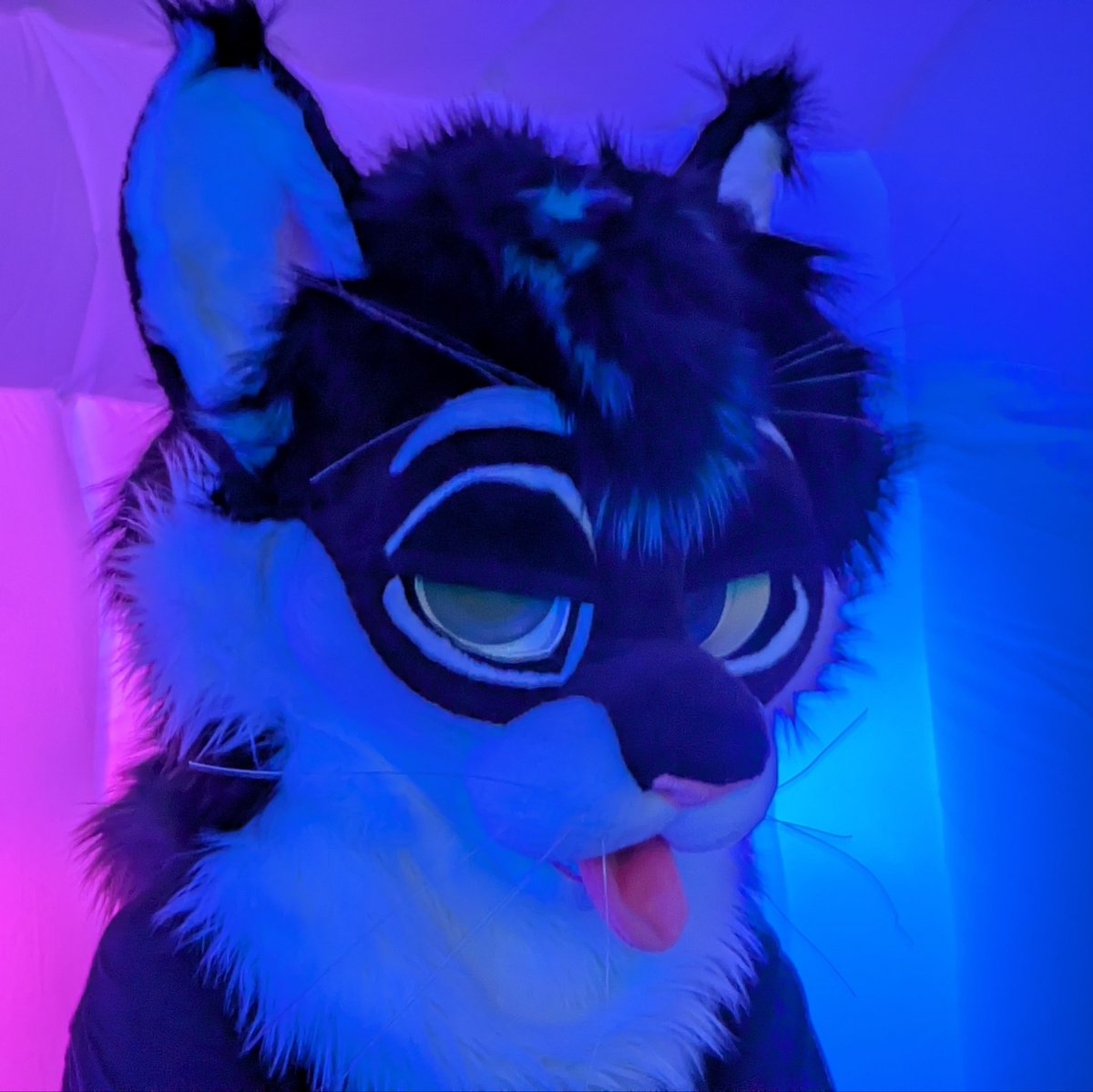 tsespato's tweet photo. Space cat 🌌

📷 @SoapScuff_ https://t.co/SLd0jJh72i