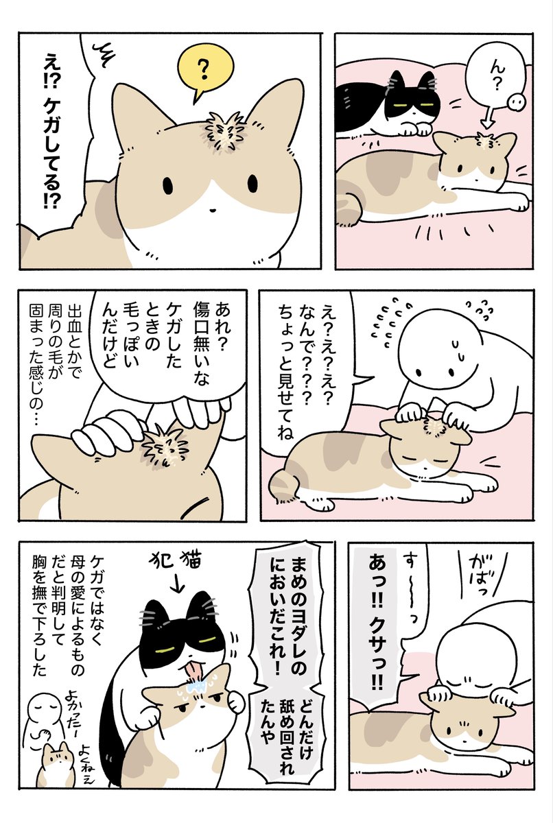 頭頂部がワサッ❗️てなった状態でカピカピに固まってたのでケガしたんかと思ってものすごく焦った絵日記です✍️ ケガじゃなくてよかったね〜 