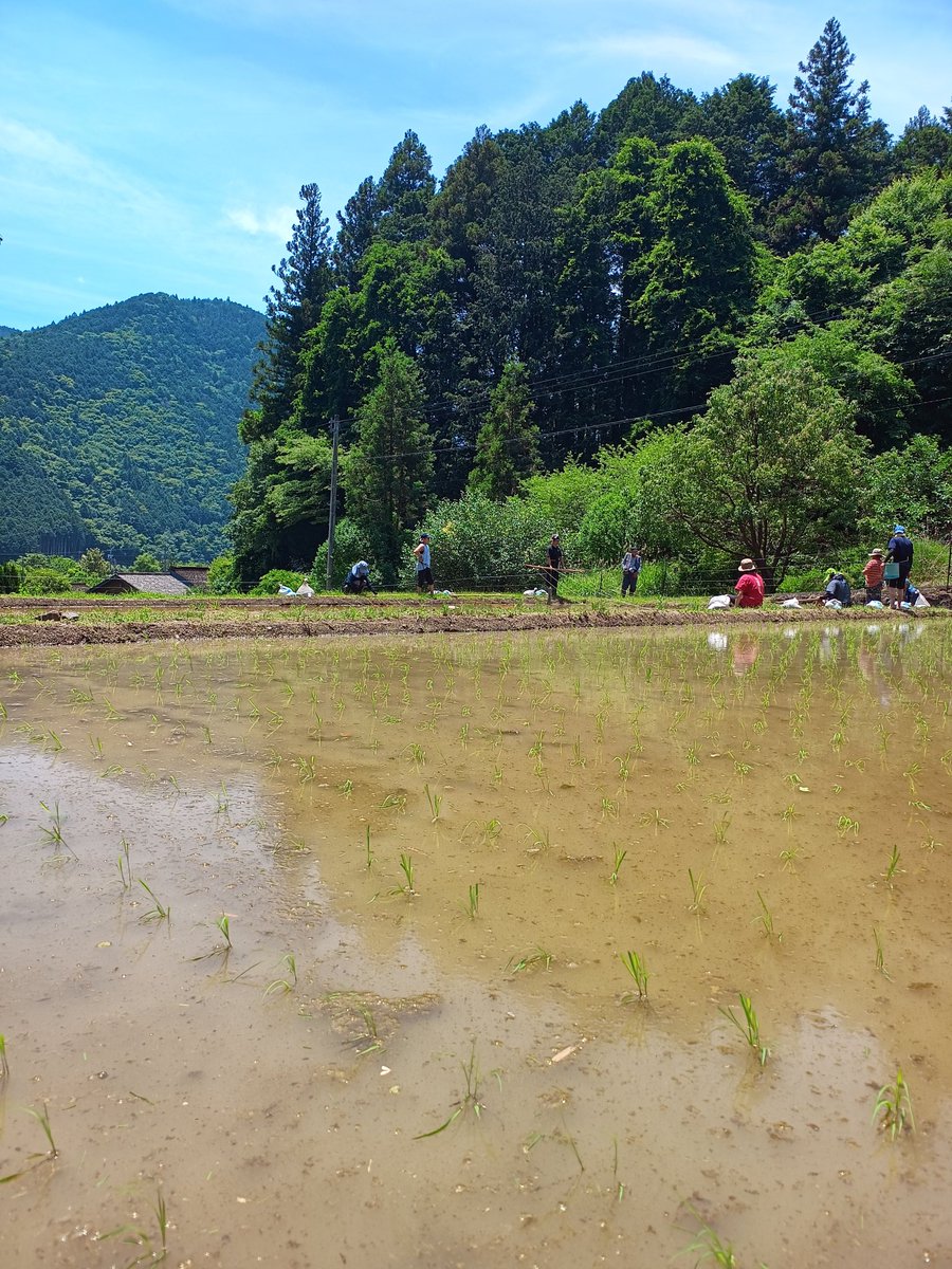 SHIDARA_Ohno's tweet photo. 田植え日和 https://t.co/ZyhvQ7H9Em