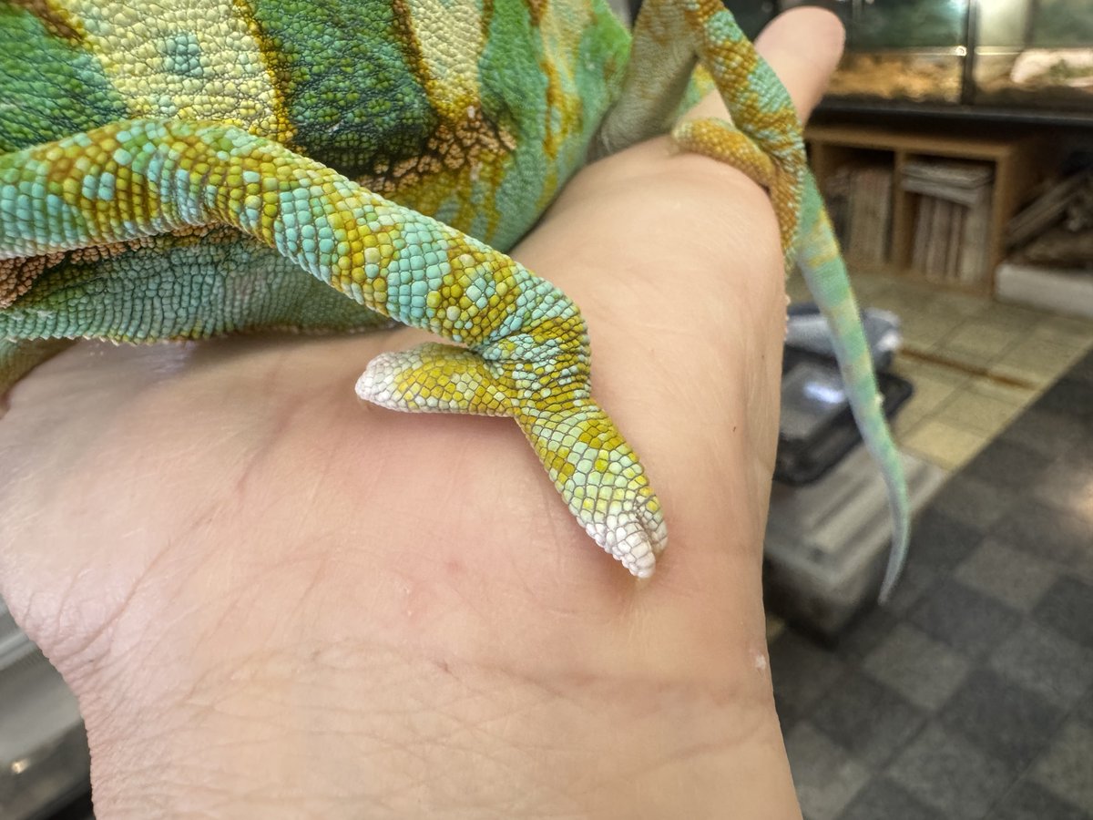 WING_21's tweet photo. エボシカメレオン

♂
1歳

13800円税込‼️
ローパイドw

発送は動物取扱業をお持ちの方で群馬から翌日午前中に届く範囲なら可能です。
中継はやっていません🙇 https://t.co/M9G260qUr5