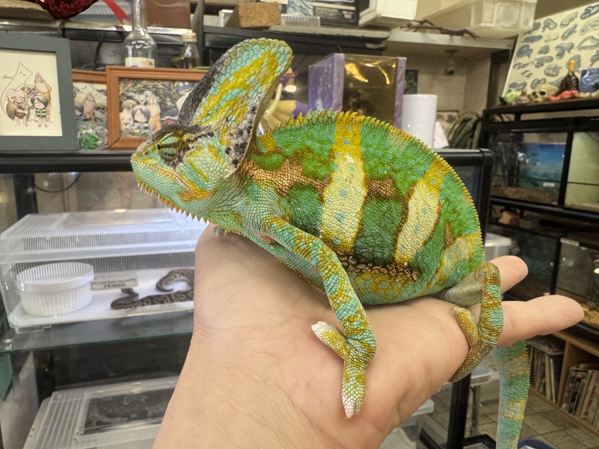 WING_21's tweet photo. エボシカメレオン

♂
1歳

13800円税込‼️
ローパイドw

発送は動物取扱業をお持ちの方で群馬から翌日午前中に届く範囲なら可能です。
中継はやっていません🙇 https://t.co/M9G260qUr5