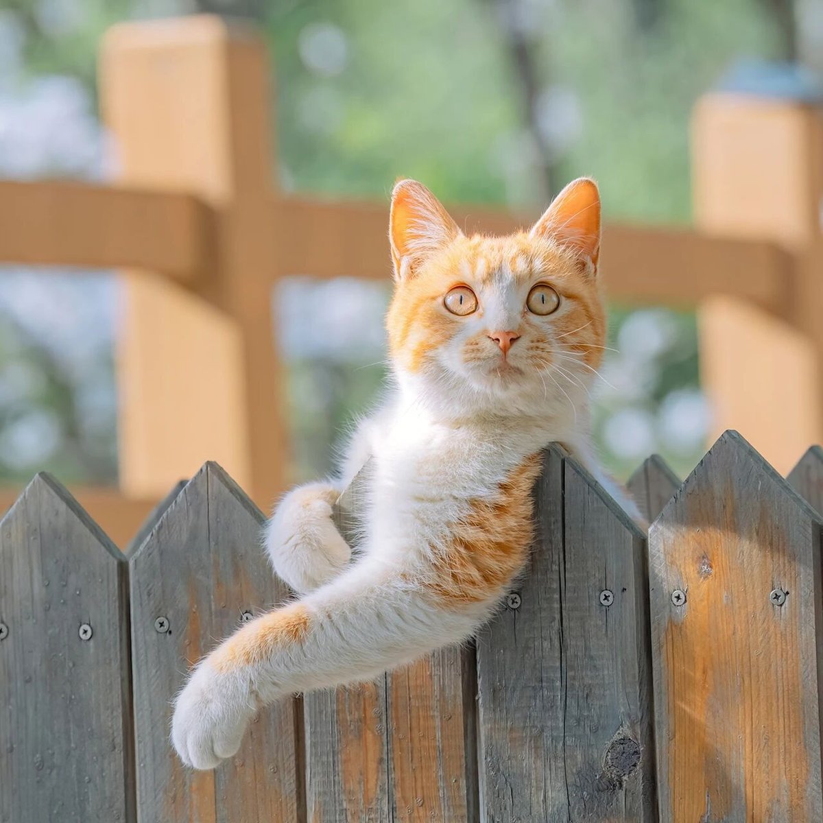 ChinaGenZ's tweet photo. Found you! Meowww~~~~
#StreetSnap #Cat #Kitty https://t.co/vz9Vcoj1fB