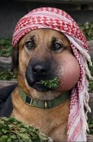 وهال بن يَافع tweet media