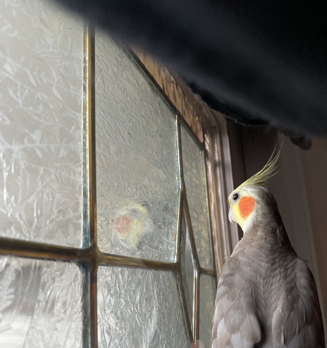 accdntl's tweet photo. My birdst friend, Zephyr ♡ https://t.co/0mYrkD8LB7