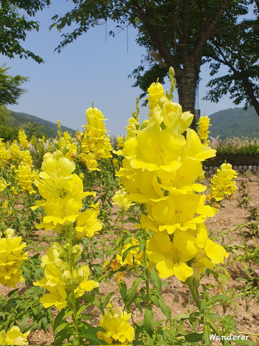 heehee78291's tweet photo. Snapdragon. 🌸🌼💚🌱#Snapdragon #nature   #flower https://t.co/8t2DZ5jLhK