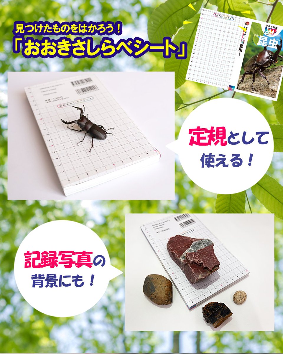 gakken_zukan's tweet photo. 👀LIVEポケット昆虫新版の見どころを紹介👀
🌟収録種数は1,100種以上！昆虫を採集し、生きたまま撮影しました！
「捕まえたけど、何の種類か分からない…」を解決！
生きた色と形だから、見つけた昆虫を調べやすい🔍

🌟カブトムシやアゲハの幼虫など人気昆虫の飼育のしかたもわかる！
見つけて、観察して、飼育するところまでをカバーした、
持ち歩き昆虫図鑑の決定版です🐞