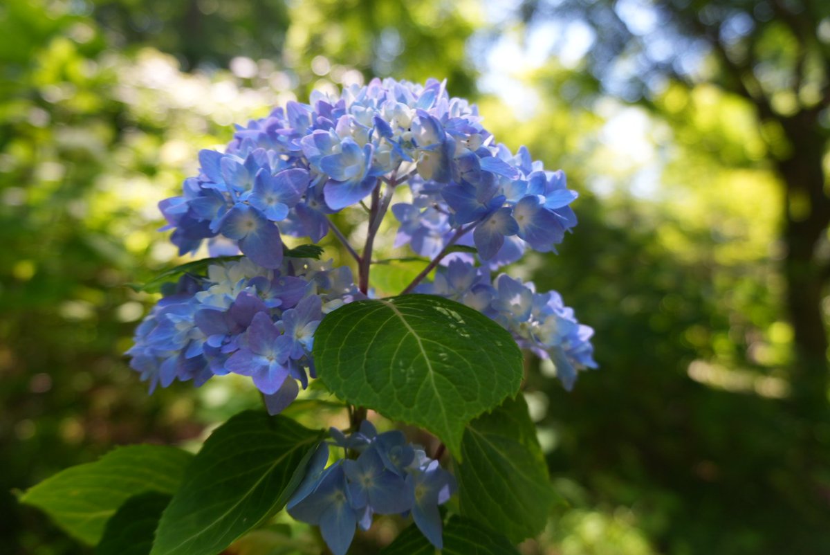 G_Splatoon_'s tweet photo. 買い換えたZV-E10Ⅱの試運転に森林植物園へ🌸
月曜日の朝っぱらからこんな所来る人いるのかな🤔と思ってたけど意外とまあまあ人が居た😮
 #神戸市立森林植物園 
 #ZVE10Ⅱ https://t.co/K6nnlfHodE