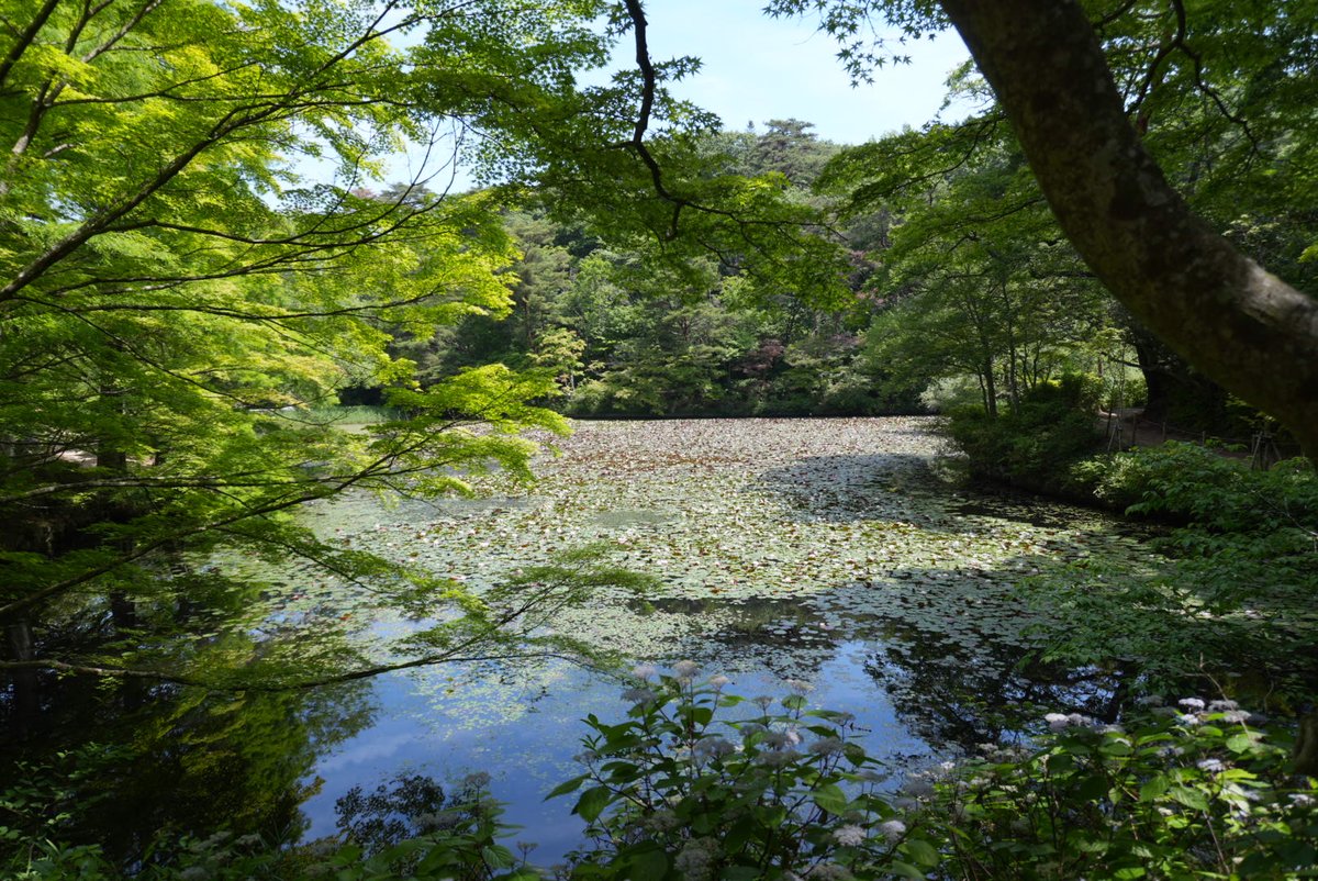 G_Splatoon_'s tweet photo. 買い換えたZV-E10Ⅱの試運転に森林植物園へ🌸
月曜日の朝っぱらからこんな所来る人いるのかな🤔と思ってたけど意外とまあまあ人が居た😮
 #神戸市立森林植物園 
 #ZVE10Ⅱ https://t.co/K6nnlfHodE