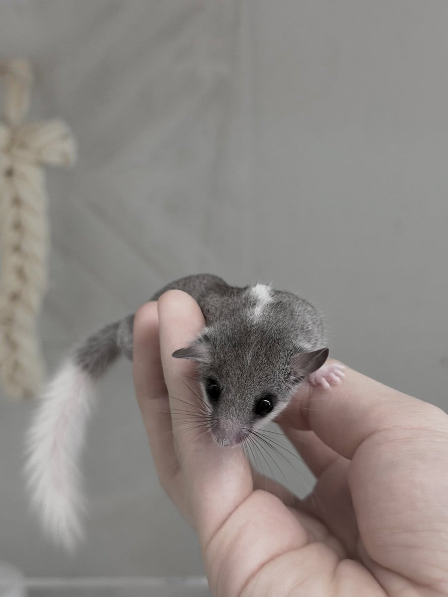 hosang703's tweet photo. 회색 좋아 인간이 키우는 회색 다람쥐🐿️

#섹트 #육덕 #가�� https://t.co/QM1zla3H0O