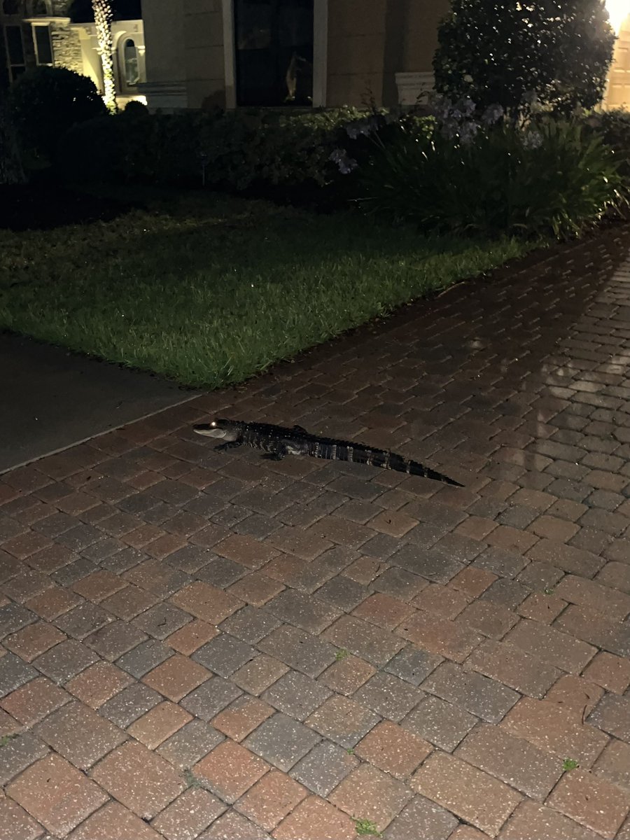 SamDanes26's tweet photo. Just out for a late night stroll https://t.co/UCrC3cNX03