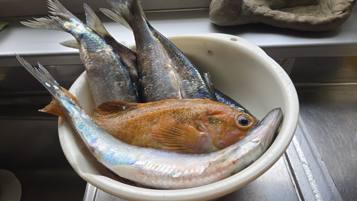 deep_blue_rush's tweet photo. 素晴らしい物々交換の世界。
手作りカクテキ、処理されたフキ、なんか色々な魚、みらくラーメン
でもほとんどはビールで返ってくる https://t.co/TTW5RRnF1o
