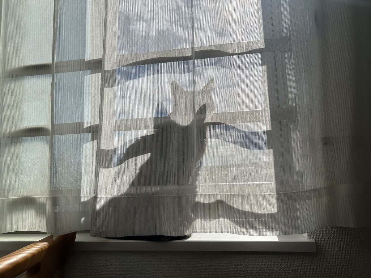 bitcle's tweet photo. こんにちは、bitcleです🐾
 6月が始まりました💠🌿 
台風の知らせに、季節が次の段階へ進んでいるのを感じます😌
 変わりやすい天候に気をつけながら、今月もどうぞよろしくお願いいたします👊

#bitcle #ペット用品 #ペットとの暮らし #犬 #猫 https://t.co/UXUbyrApxC