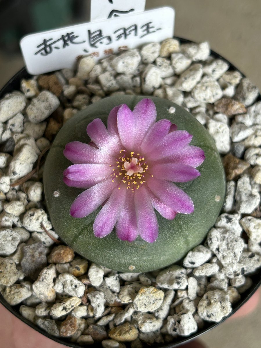 Green_jam0387's tweet photo. こんにちは

昨日と一昨日は浅草植木市でのたくさんのご来店及びお買い上げいただきましてありがとうございます！
店主は店番で運営は助っ人にお願いしておりました！
無事に終わって一安心。
また今月末に植木市出店の予定です。
さて本日6/1は13時30分頃から開店の予定となります！

#GREENJAM
#越谷 https://t.co/vwHJ7x9Hl2