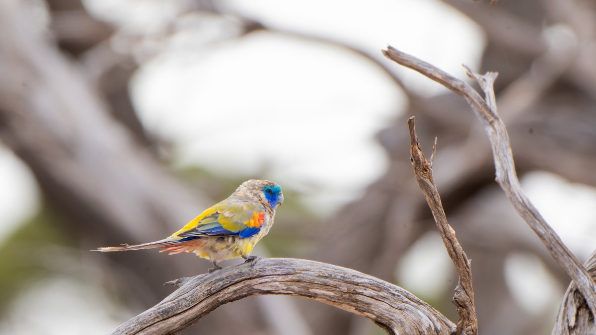 aves_bird's tweet photo. Naretha Bluebonnet, first described in 1921. Found only in dry woodland habitats on the western fringe of the Nullarbor Plain. Driving 1,200 km from Adelaide is a small price to pay to see this beauty. Couldn’t have asked for a better end to 2025. South Australia, Dec 2025. https://t.co/Dv2JP3B2zo