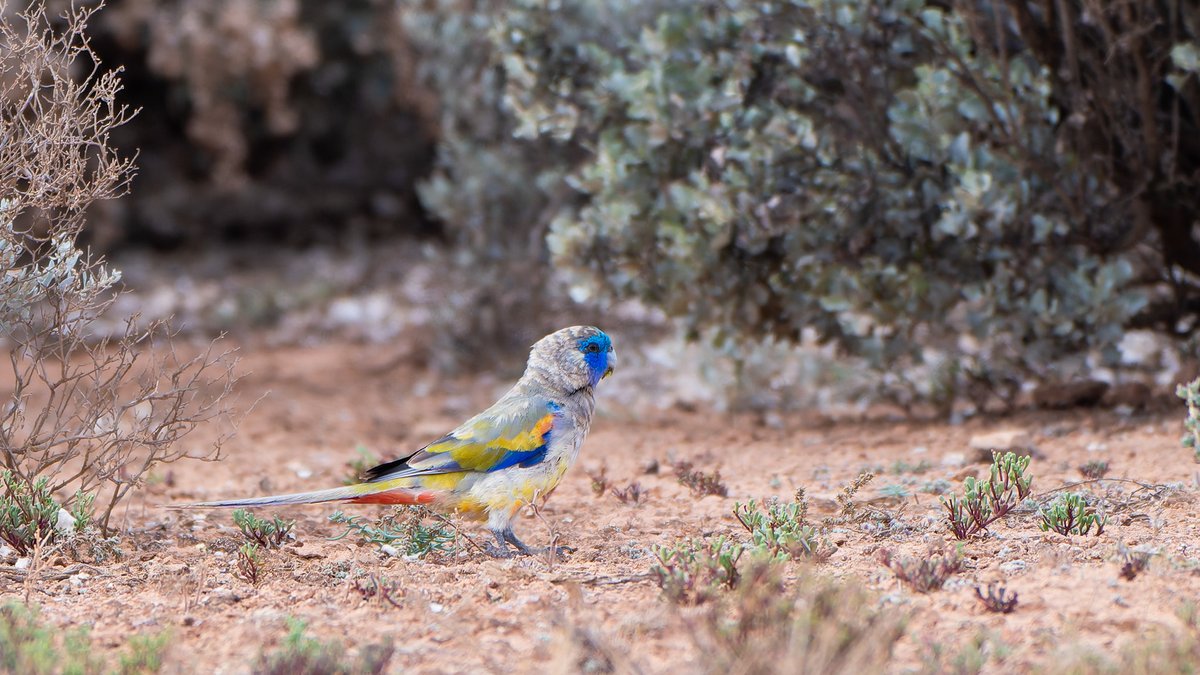 aves_bird's tweet photo. Naretha Bluebonnet, first described in 1921. Found only in dry woodland habitats on the western fringe of the Nullarbor Plain. Driving 1,200 km from Adelaide is a small price to pay to see this beauty. Couldn’t have asked for a better end to 2025. South Australia, Dec 2025. https://t.co/Dv2JP3B2zo