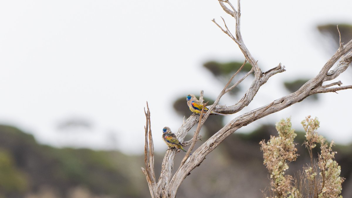 aves_bird's tweet photo. Naretha Bluebonnet, first described in 1921. Found only in dry woodland habitats on the western fringe of the Nullarbor Plain. Driving 1,200 km from Adelaide is a small price to pay to see this beauty. Couldn’t have asked for a better end to 2025. South Australia, Dec 2025. https://t.co/Dv2JP3B2zo