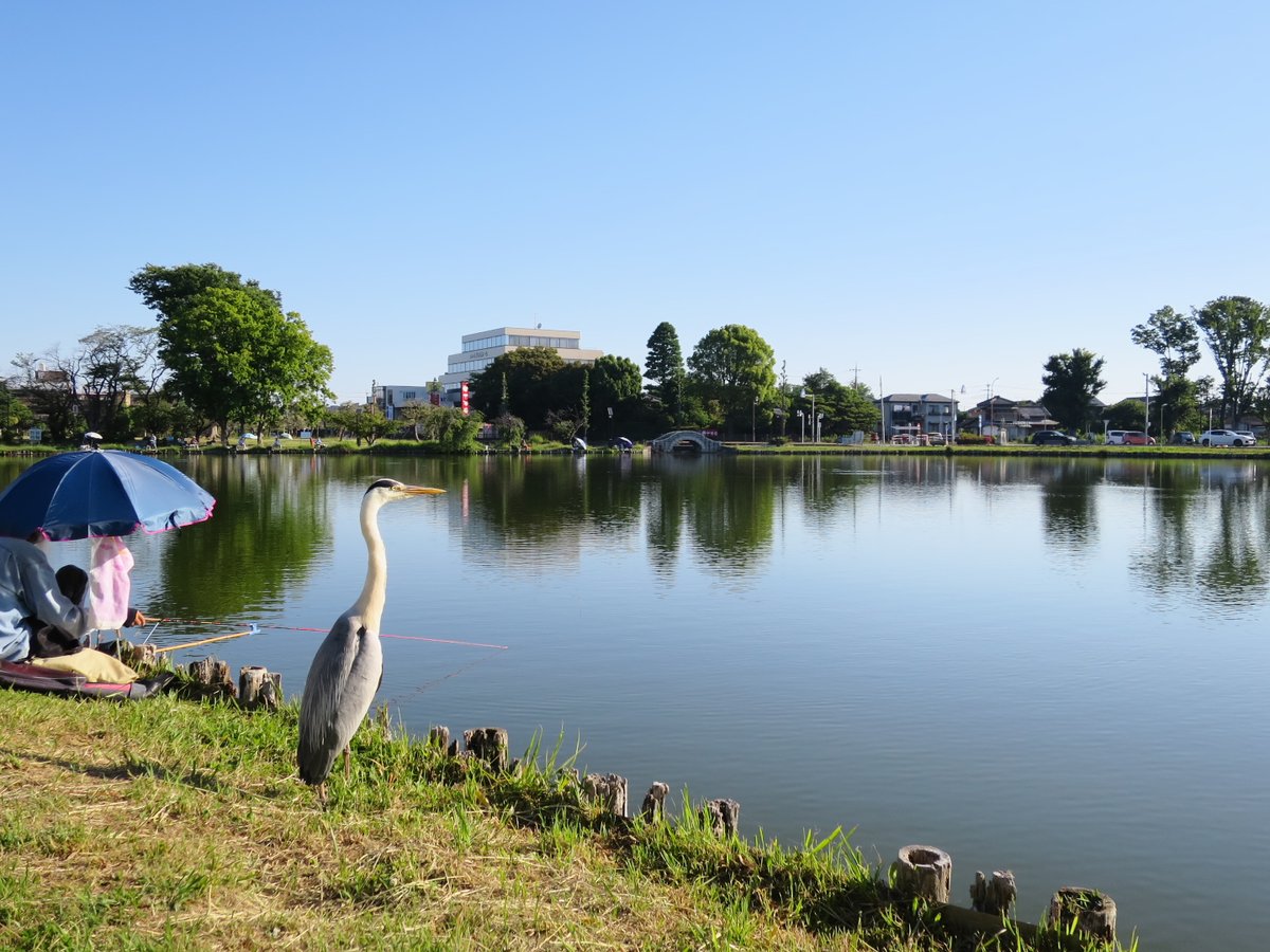 tkfmharu's tweet photo. 水城公園で撮影したアオサギです。
6/1撮影。

#行田市 #キリトリセカイ
#ファインダー越しの私の世界 https://t.co/hU4YGPJzNr