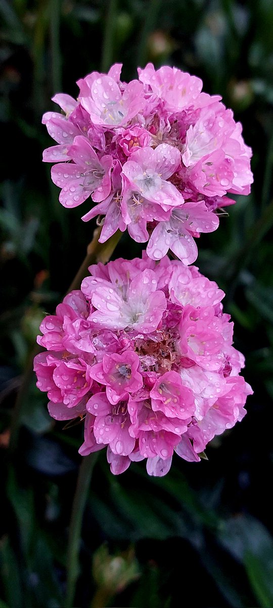 nilaakaalam's tweet photo. Quote anything in pink ๐๐ฉท๐ธ
Mine.. ๐๐ผ
#NilaPix #Thrift #Pink #Flowers #Perennial #Spring #Shopping #Photography #MobilePhotography #FlowerPhotography #FlowersofTwitter #FlowersofX #FlowersOnTwitter #FlowersOnX https://t.co/p4VCovIUqM