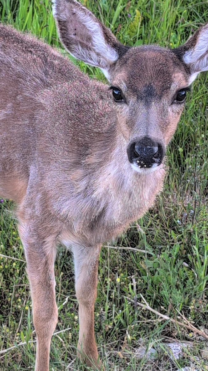 TheBiznow's tweet photo. I wonder who has been raiding the bird seed we left out?  Not sure I'll ever get to the bottom of this mystery. Excuse me miss, you have something on your nose. https://t.co/4NV2ns61cm