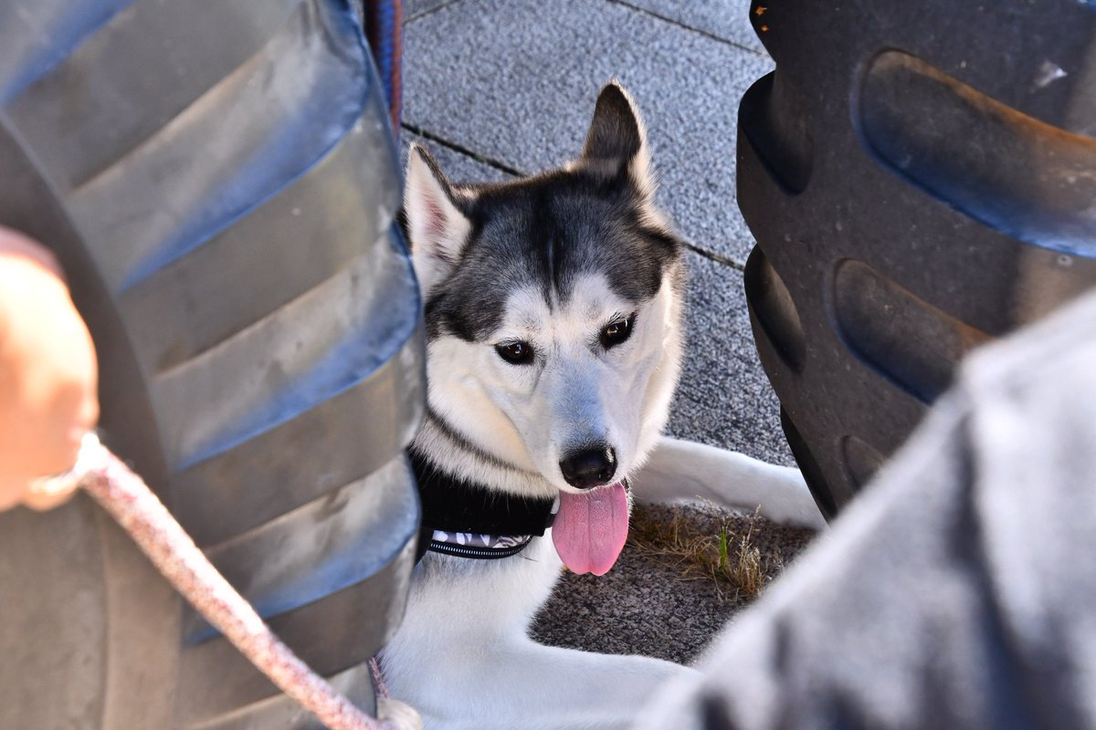 roa_husky's tweet photo. この土日風の陣に遊びに行きました☺️
暑すぎて自動的に指揮通の下行っちゃってロアパパが焦ってた😂😂😂

#ハスキー https://t.co/aY3cmj0Tub