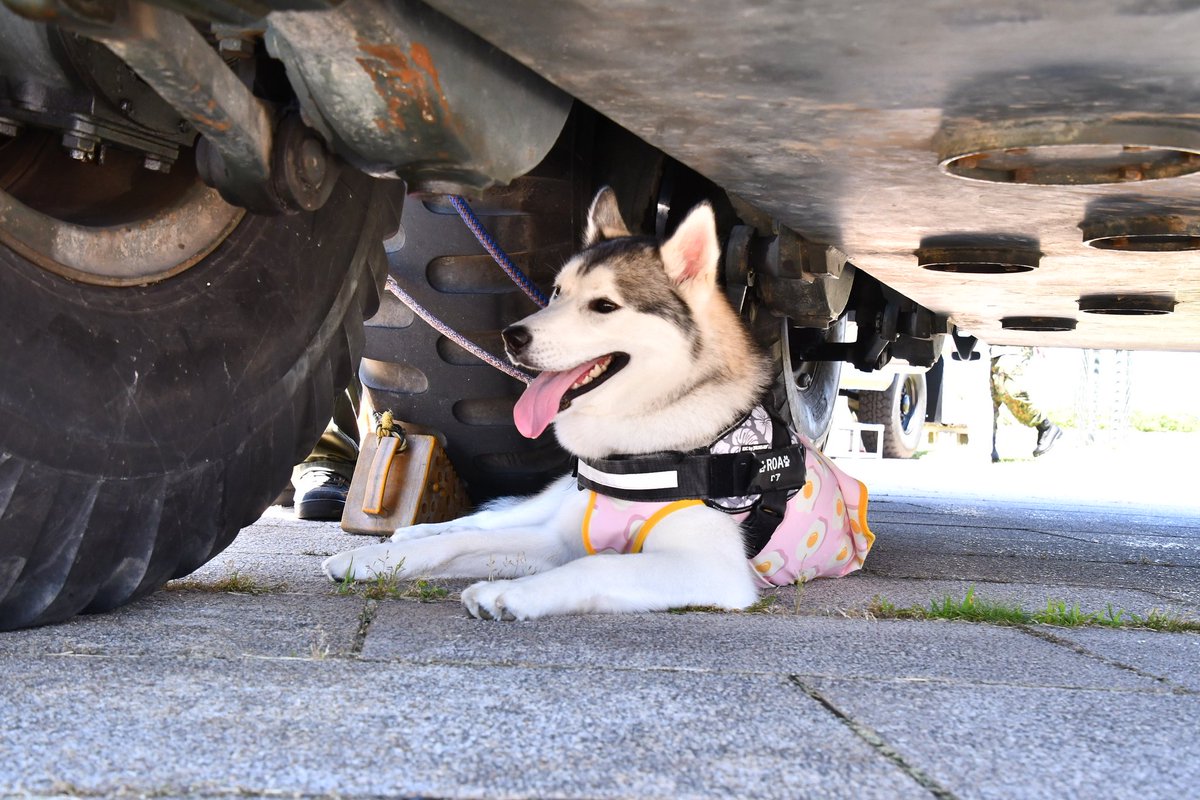 roa_husky's tweet photo. この土日風の陣に遊びに行きました☺️
暑すぎて自動的に指揮通の下行っちゃってロアパパが焦ってた😂😂😂

#ハスキー https://t.co/aY3cmj0Tub
