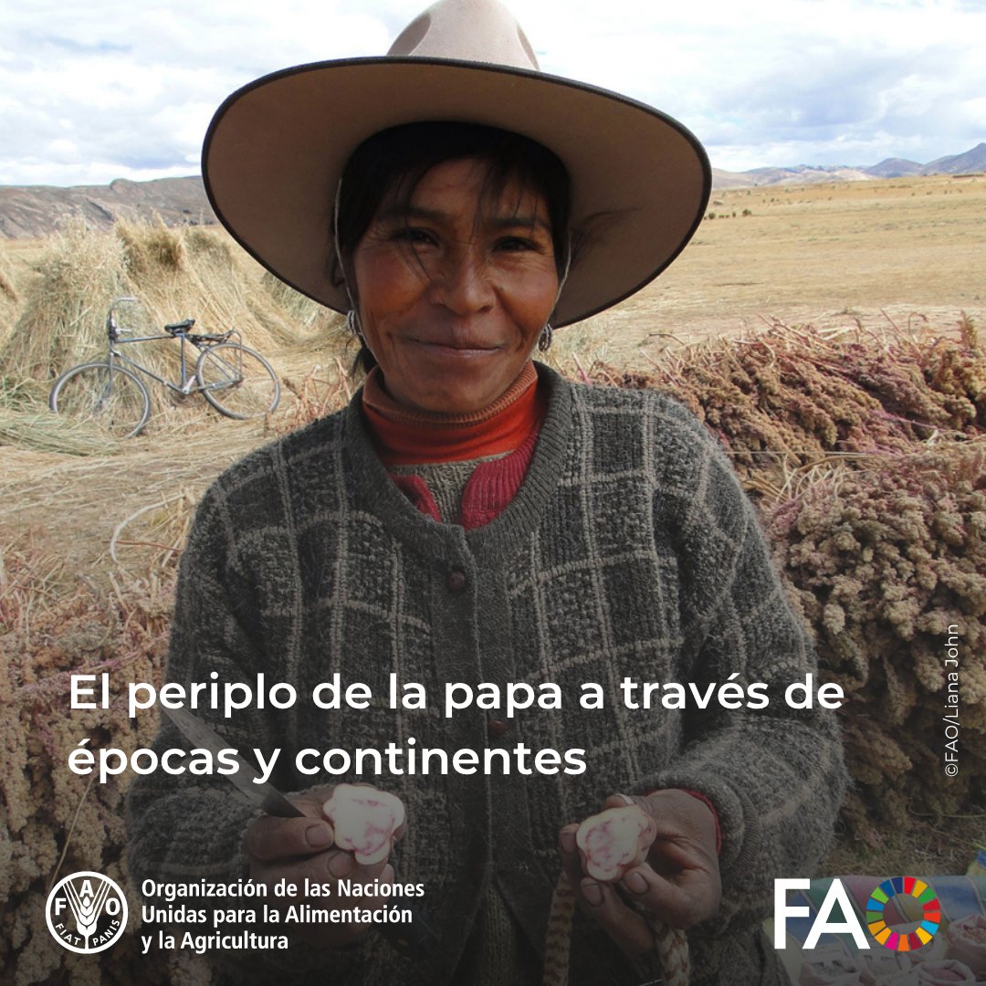 FAOPERU's tweet photo. 🥔Desde los Andes hasta el resto del 🌎, la papa ha transformado dietas y culturas.

Descubre cómo la @‌FAO apoya a los agricultores a preservar su diversidad y a garantizar la seguridad alimentaria de millones de personas.

👉https://t.co/6aIr85s9qj

#DíaInternacionalDeLaPapa https://t.co/CNjId9UkM7