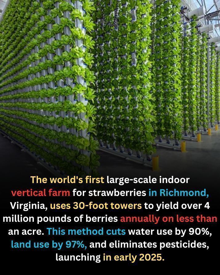 MikeHudema's tweet photo. America's first large-scale indoor vertical farm for strawberries in Richmond, Virginia. Using 30-foot towers, it produces over 4 million pounds of strawberries annually on less than an acre of land. This innovative method reduces water use by 90%, land use by 97%, and eliminates the need for pesticides.

We have so many solutions. Implement them. #ActOnClimate

#climate #energy