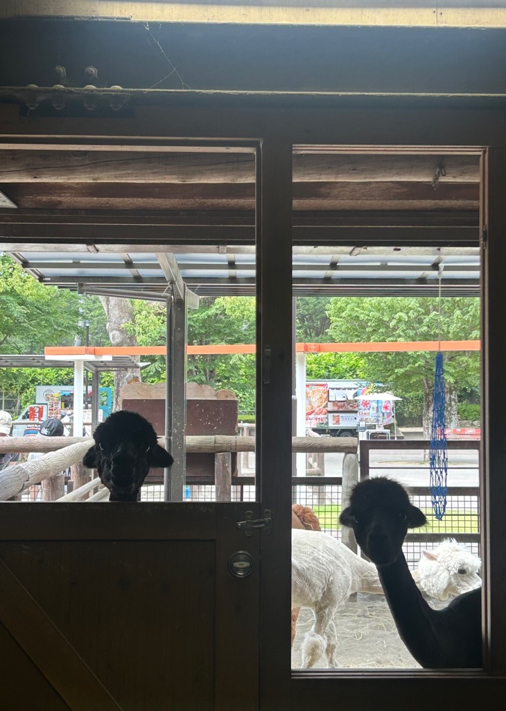 ichikawa_zoo's tweet photo. どっちがどっちでしょう??🦙

#アルパカクイズ
#チャッピーとおはぎ
#市川市動植物園
#難易度⭐︎⭐︎⭐︎ https://t.co/b7aLNkm2kd