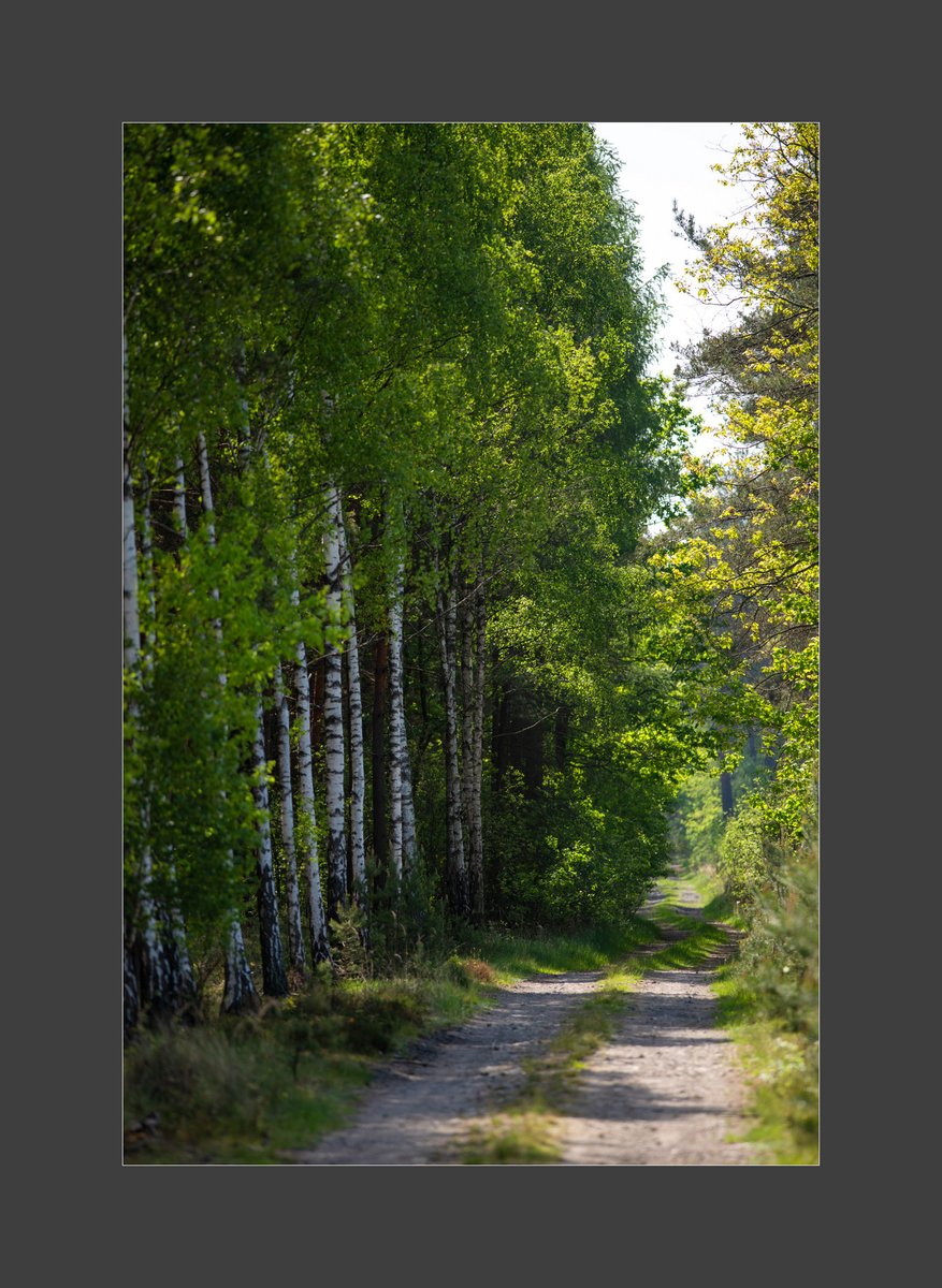 AdamPaczkowski_'s tweet photo. #Spring #lasy #wiosna #light #NaturePhotography #wildlifephotography #forest #自然 #nature #photography #fotografia #puszcza #May #Poland https://t.co/NIrtyIpFz9