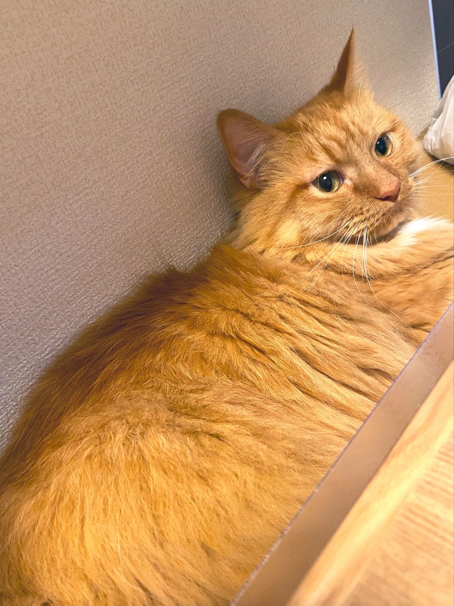 suzume_07's tweet photo. お引越しがようやく済みまして、再び猫たちと一緒に過ごす時間が出来そうです🐈
いまだに様々な手続きに追われています…！ https://t.co/jYL778Wmzb