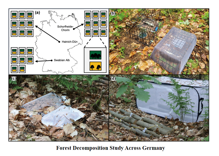 Forestecosyst's tweet photo. Animal carcasses rot 90 times faster than leaves or logs. Insects and #forest #canopy gaps shape each differently, with gaps speeding leaf decay but slowing log rot. This reveals decay rules vary by #material, guiding carbon forecasts as logging and storms open more canopies.🧐
@Forestecosyst 
https://t.co/gNYiWbJ9iq