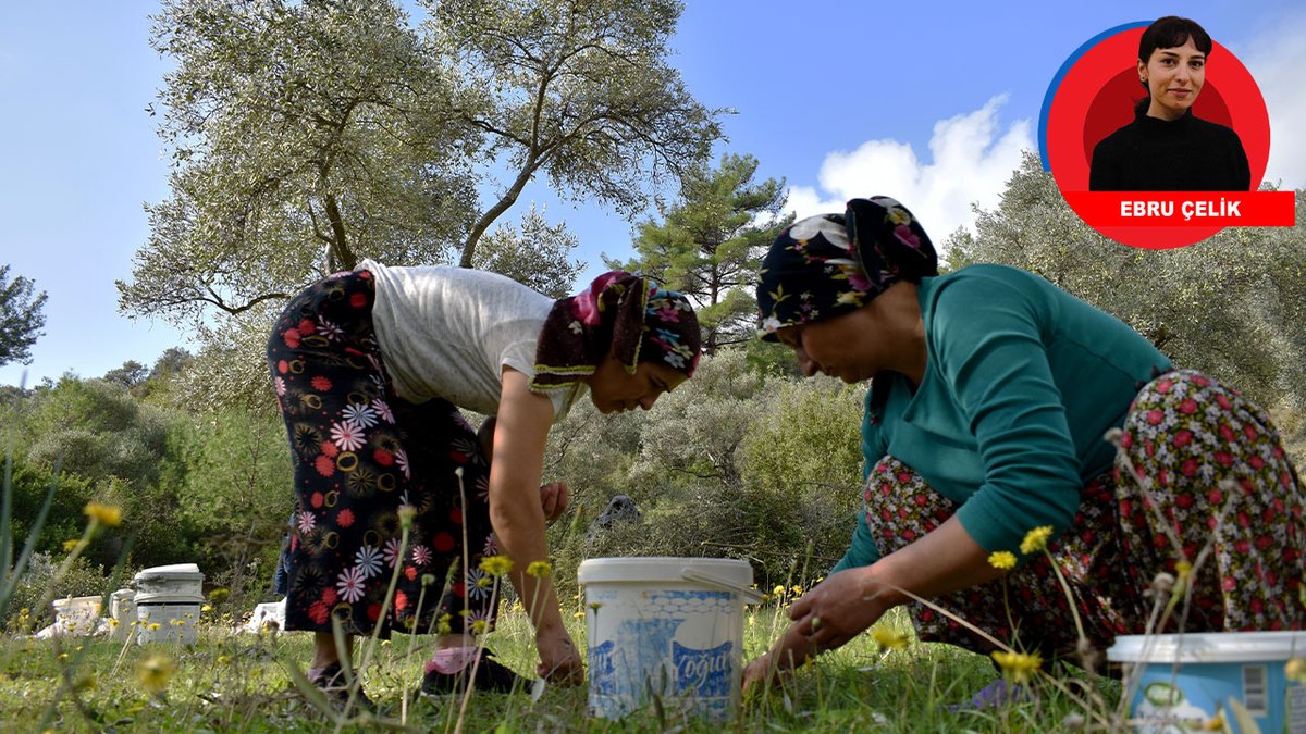 BirGun_Gazetesi's tweet photo. Zeytinde yeni sezon belirsizlikle başladı: Dallar doldu, kaygı büyüdü

Zeytin üreticisinin yüksek rekolte beklentisi tekellerin kıskacında kaldı. Geçtiğimiz sezon verim kaybı yaşayarak ürünlerini maliyetlerin altında satan üretici, bu sezon rekolte artışı beklese de firmaların kendi kârlarına g��re fiyat belirlediğini söyledi ve ekledi: “Fiyat oluşumunda söz hakkımız yok”
https://t.co/VCDiWkvvio