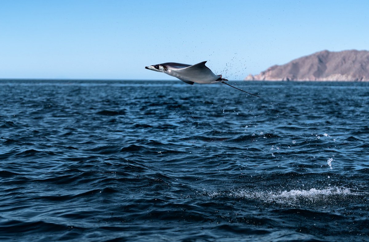 GGerardox2's tweet photo. Al Sur de Isla Tiburón, el mar regaló uno de esos espectáculos que difícilmente se olvidan: cientos de mobulas emergiendo del agua y saltando en el mar de el Golfo de California. Una muestra de la extraordinaria riqueza natural de este rincón de Sonora, donde el desierto y el mar se encuentran para crear escenarios únicos.

Agradezco la invitación de mi carnal @biologandopormexico de @sonora_salvaje para fotografiar este momento.  SONORA🌵❤️