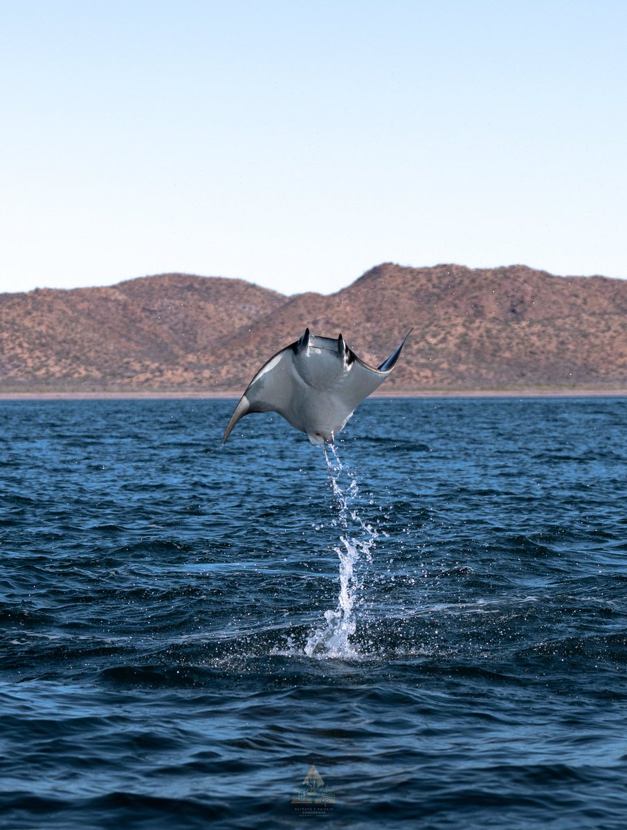 GGerardox2's tweet photo. Al Sur de Isla Tiburón, el mar regaló uno de esos espectáculos que difícilmente se olvidan: cientos de mobulas emergiendo del agua y saltando en el mar de el Golfo de California. Una muestra de la extraordinaria riqueza natural de este rincón de Sonora, donde el desierto y el mar se encuentran para crear escenarios únicos.

Agradezco la invitación de mi carnal @biologandopormexico de @sonora_salvaje para fotografiar este momento.  SONORA🌵❤️