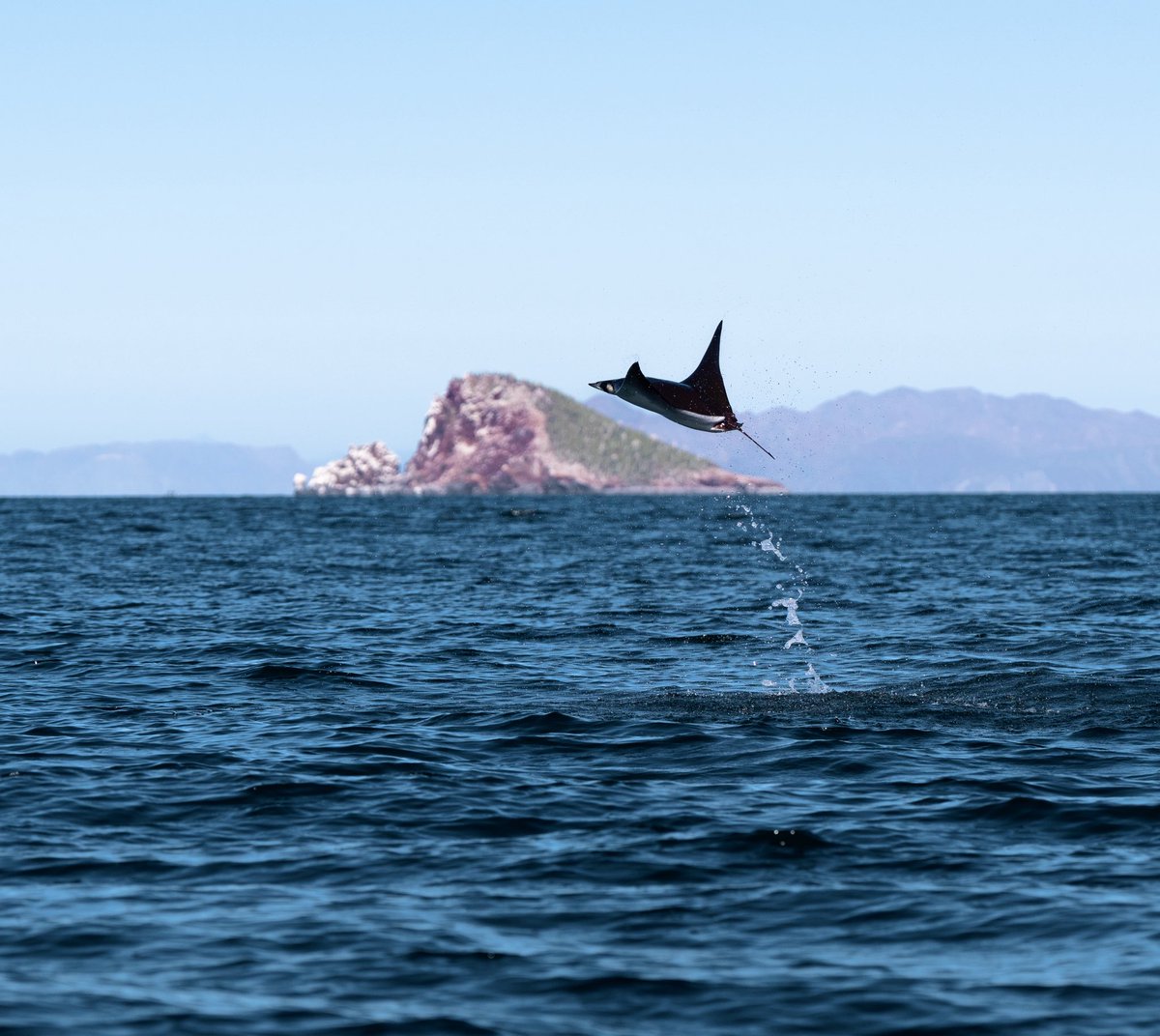 GGerardox2's tweet photo. Al Sur de Isla Tiburón, el mar regaló uno de esos espectáculos que difícilmente se olvidan: cientos de mobulas emergiendo del agua y saltando en el mar de el Golfo de California. Una muestra de la extraordinaria riqueza natural de este rincón de Sonora, donde el desierto y el mar se encuentran para crear escenarios únicos.

Agradezco la invitación de mi carnal @biologandopormexico de @sonora_salvaje para fotografiar este momento.  SONORA🌵❤️