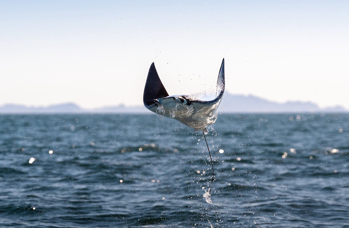 GGerardox2's tweet photo. Al Sur de Isla Tiburón, el mar regaló uno de esos espectáculos que difícilmente se olvidan: cientos de mobulas emergiendo del agua y saltando en el mar de el Golfo de California. Una muestra de la extraordinaria riqueza natural de este rincón de Sonora, donde el desierto y el mar se encuentran para crear escenarios únicos.

Agradezco la invitación de mi carnal @biologandopormexico de @sonora_salvaje para fotografiar este momento.  SONORA🌵❤️