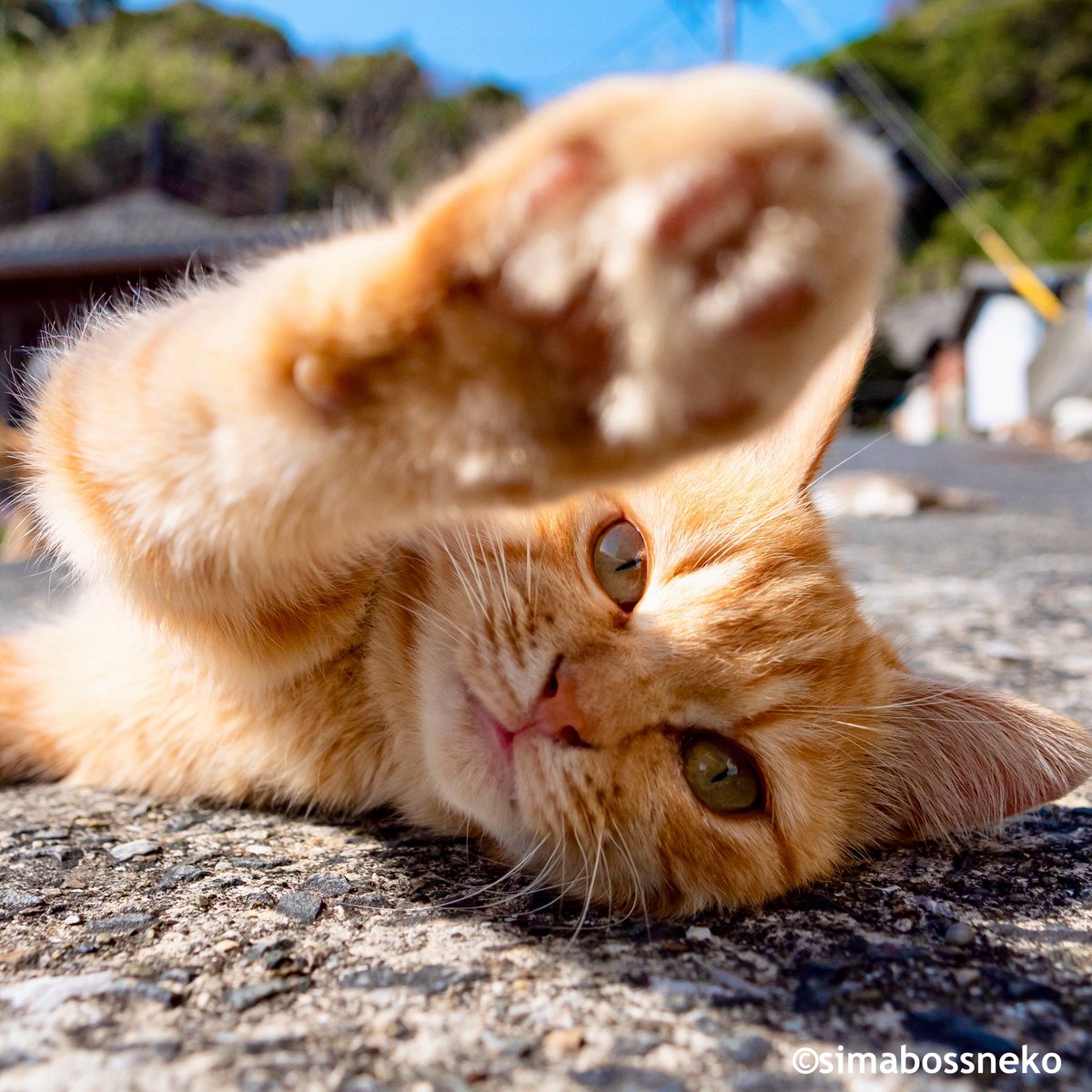 simabossneko's tweet photo. かわいい肉球🐾ハイタッチ✨
Tiny paw high five 🐾💖

・
#ねこ #猫 #cat #島猫 https://t.co/UCk2ywx9sH
