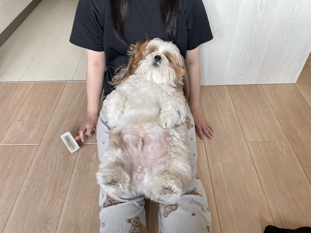 poco20220603's tweet photo. ブラッシングに疲れたぽこさま https://t.co/jgrmx6h43L