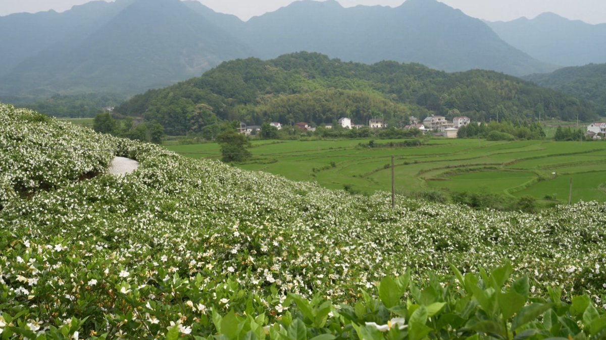 MuChixin's tweet photo. “栀子花粗粗大大，又香得掸都掸不开，于是为文雅人不取，以为品格不高。栀子花说：‘我就是要这样香，香得痛痛快快！’”汪曾祺《人间草木·栀子花》
＃栀子花 ＃人间草木 ＃花海很想你 https://t.co/5S1YuZsvGa