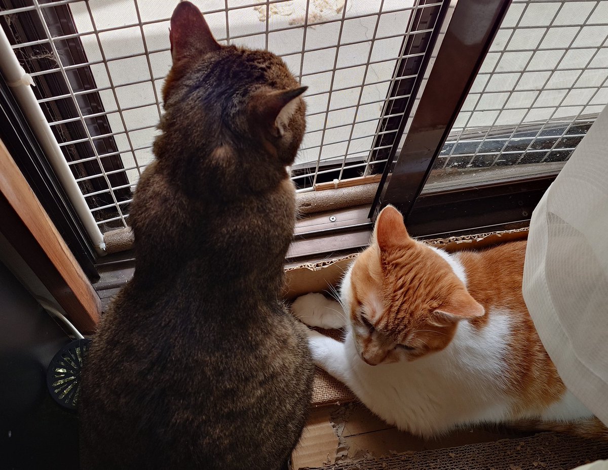 Yur2NyTs3An's tweet photo. 今月もよろしくお願いします(⋆ᴗ͈ˬᴗ͈)”

6月なのに、連日暑すぎる🥵

体調に気をつけて過ごしましょうね🍀

仲の悪い2にゃんず、珍しく一緒ににゃるそっく🐾

どちらともなく、仕掛け始めるのよね😑

勇にゃん、凪ちゃん追いかけ回す「なーちゃんは、ネズミじゃないから追わないの」と怒られてます😓 https://t.co/3llCVYKU1q