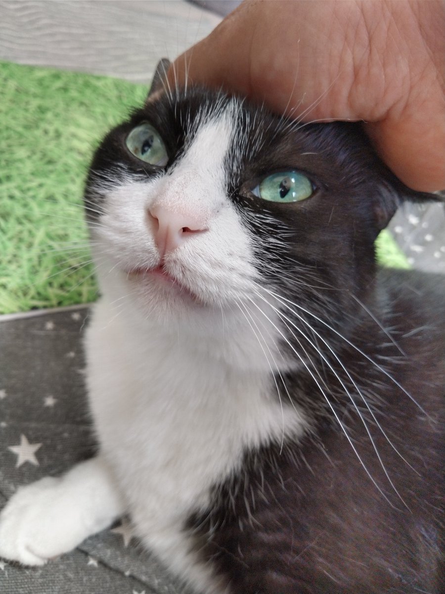今朝のにゃんズ🐈️🐾🌄 別バージョン