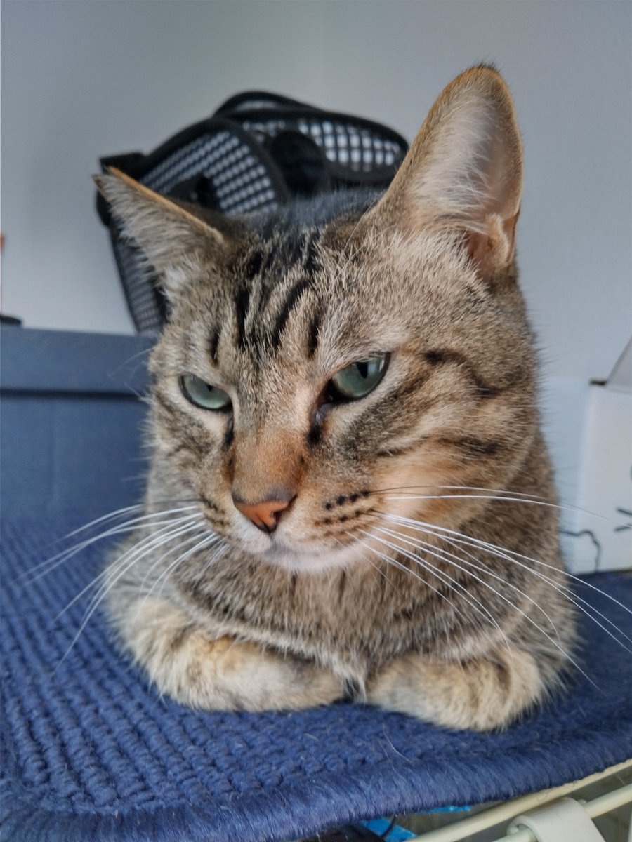 今朝のにゃんズ🐈️🐾🌄 別バージョン