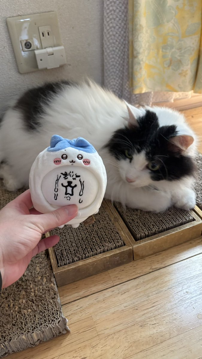 427neko2's tweet photo. 実家のハチワレとうちのハチノワレ https://t.co/kla6VBmSXD